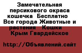 Замечательная персикового окраса кошечка. Бесплатно - Все города Животные и растения » Кошки   . Крым,Гвардейское